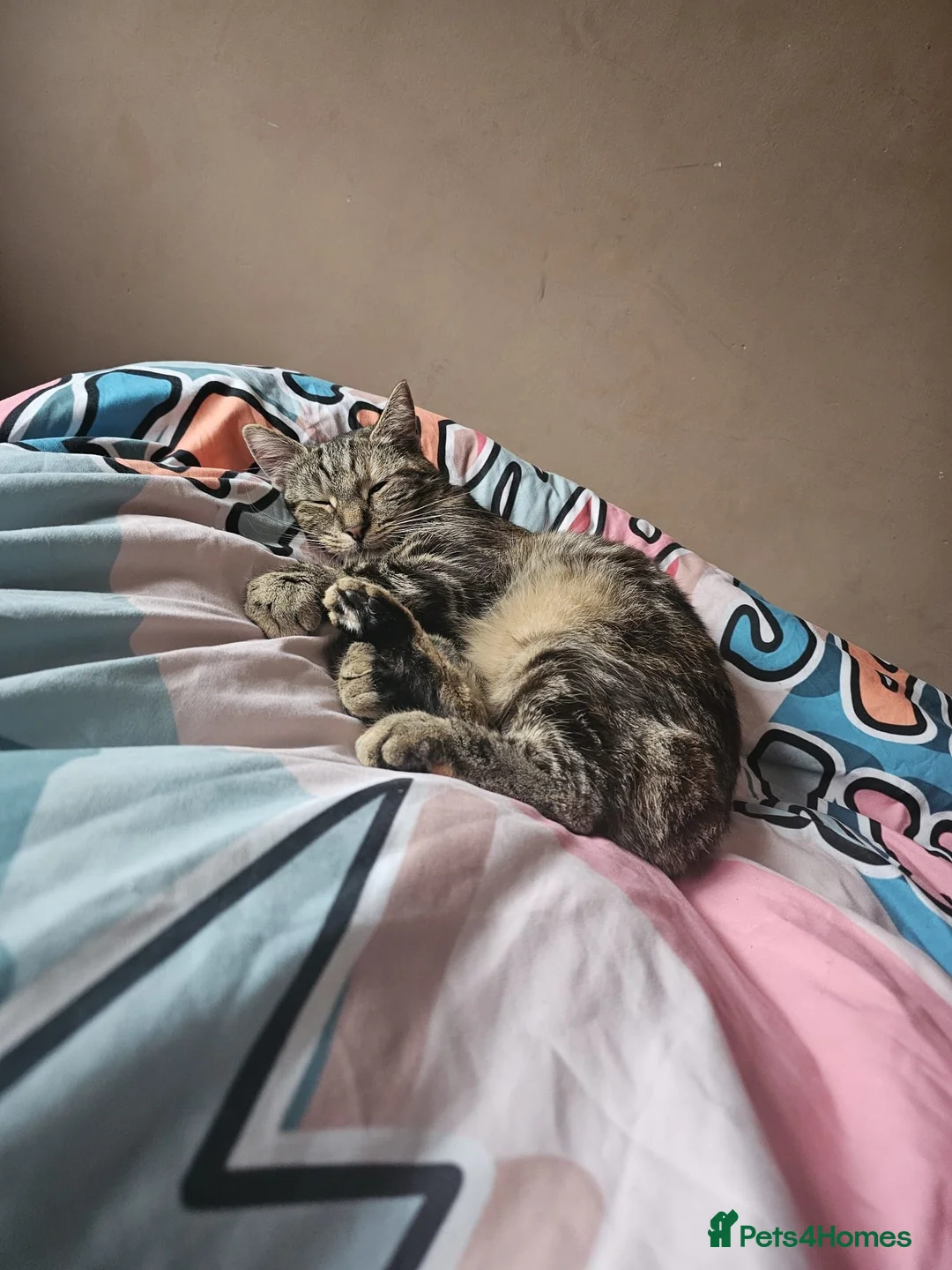 Mixed Breed cats for sale: Eris looking for home  - Advert 12