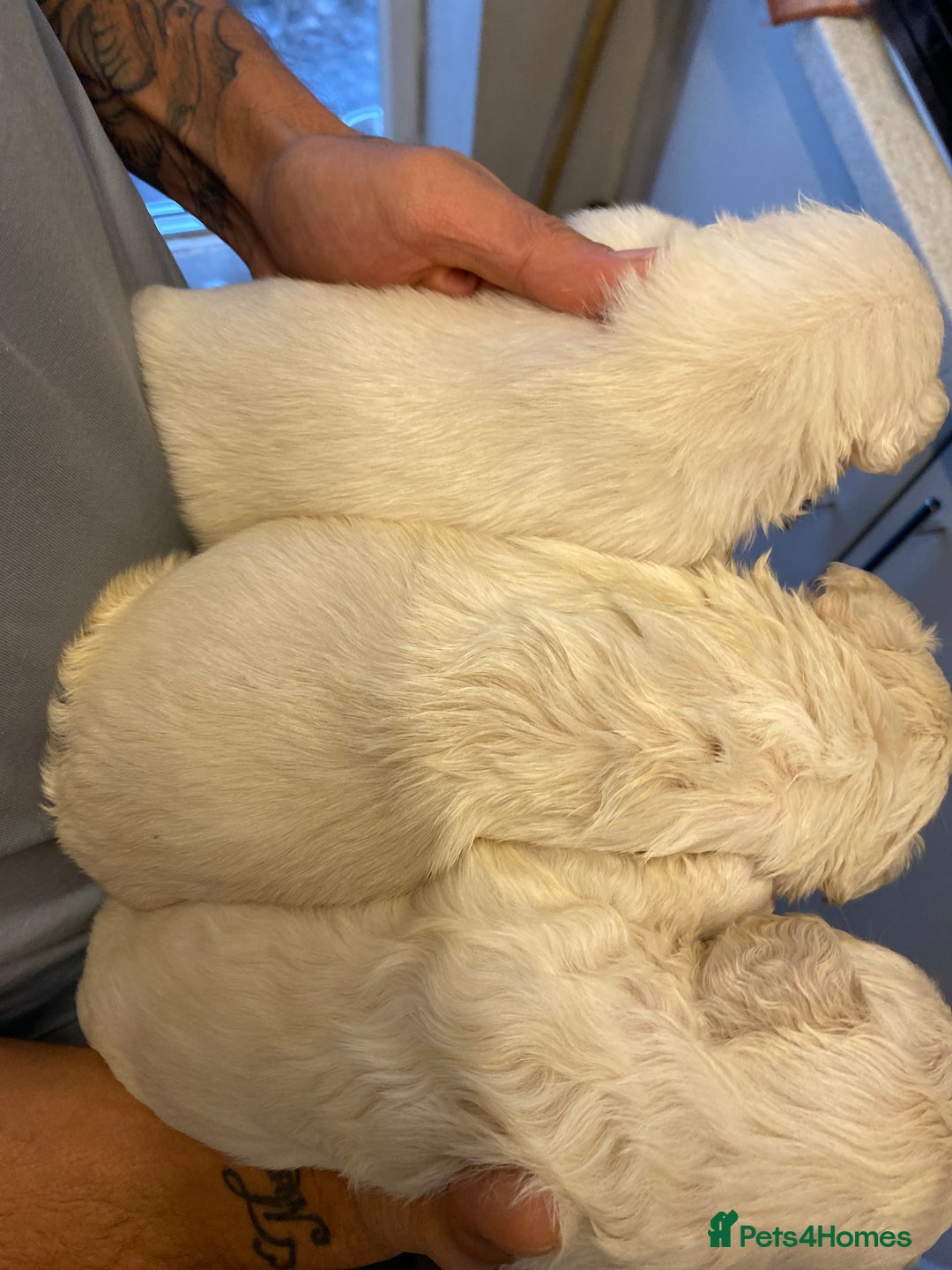 French Bulldog dogs for sale: 🐾fluffy french bulldogs 🐾 - Image 2