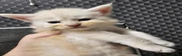 Maine Coon cats for sale: Poly and non poly red smoke Maine Coon kittens - Advert 6