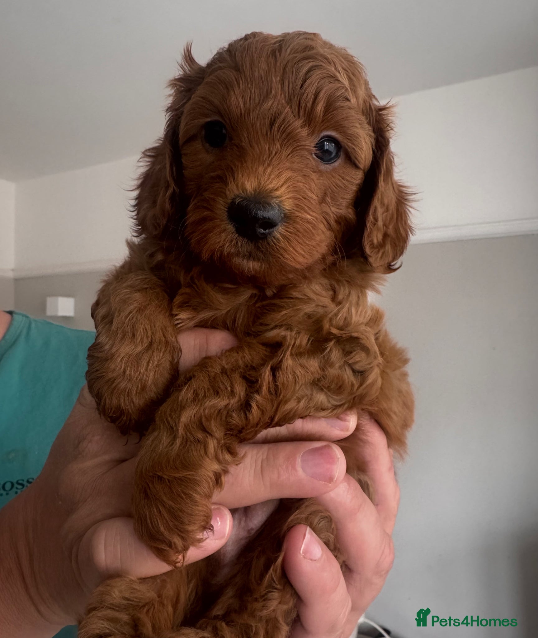 Cavapoo dogs TEDDY BEAR Cavapoo puppies - stunning litter  - Advert 2