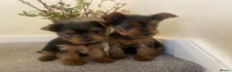 Yorkshire Terrier dogs for sale: 3 female Yorkies.Dad KC registered,Mum pedigree - Advert 1