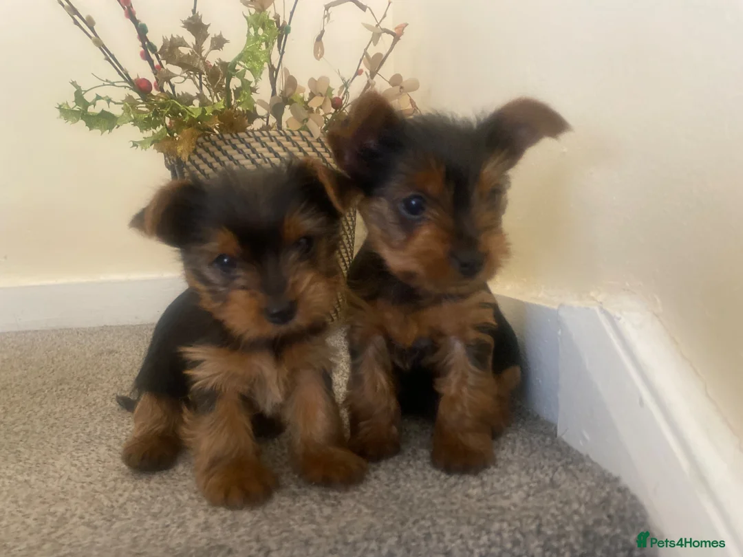 Yorkshire Terrier dogs for sale: 3 female Yorkies.Dad KC registered,Mum pedigree - Advert 1