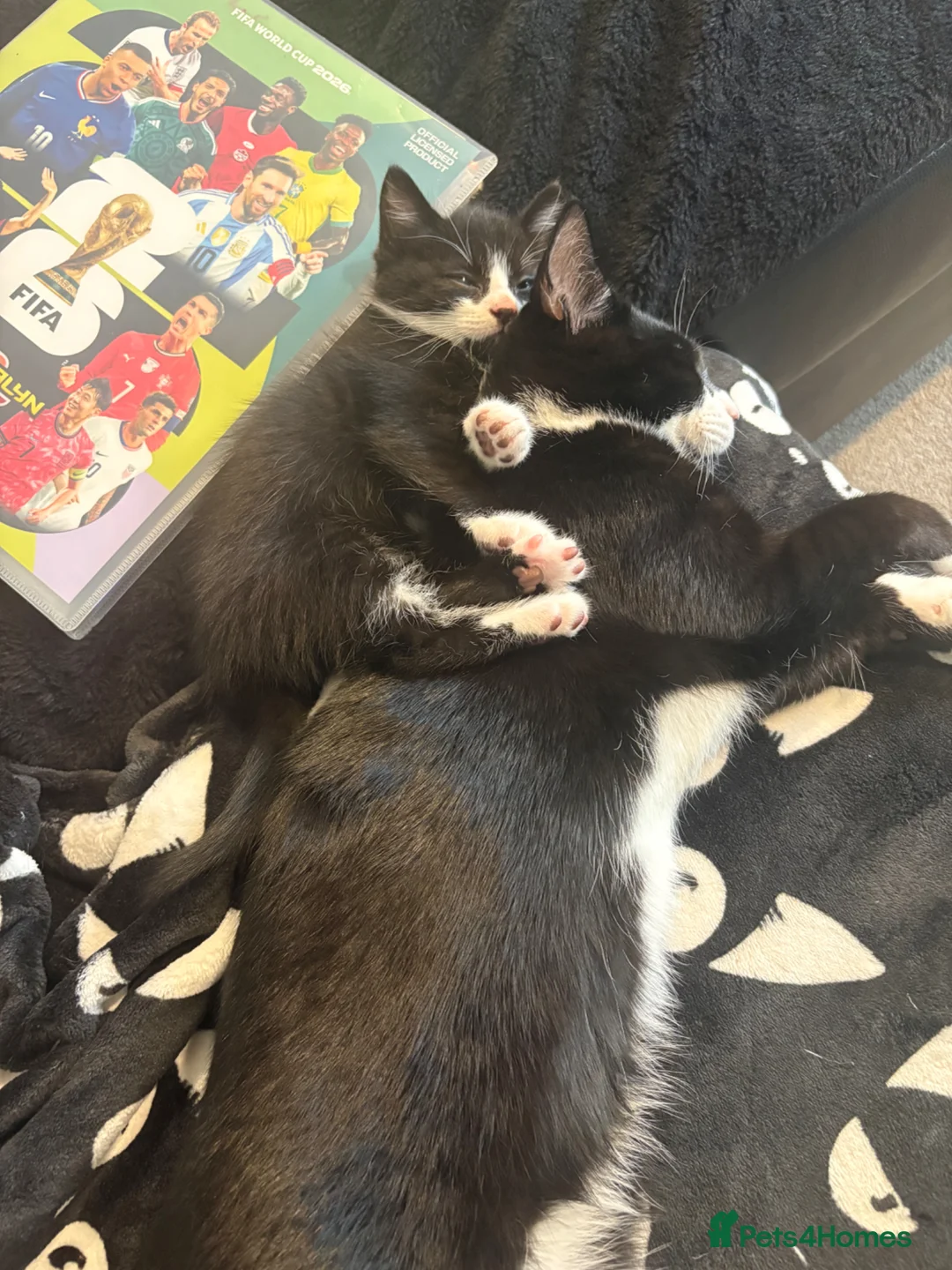 Domestic Shorthair cats for sale: Cute kittens  - Advert 12