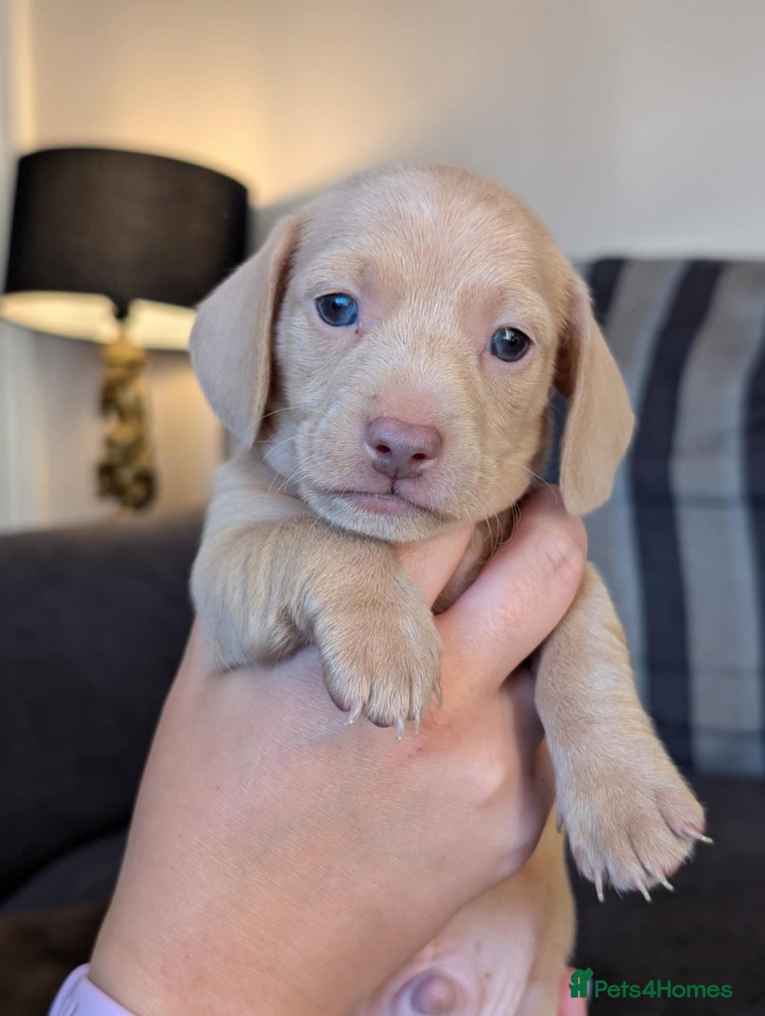 Miniature Dachshund dogs for sale: 4 beautiful boys PRA clear - Image 5