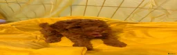 Toy Poodle dogs for sale: Beautiful toy poodle puppies  - Advert 3