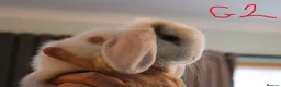 Mini Lop rabbits for sale: Mini Lop babies - 1 Doe left G2 - Advert 3