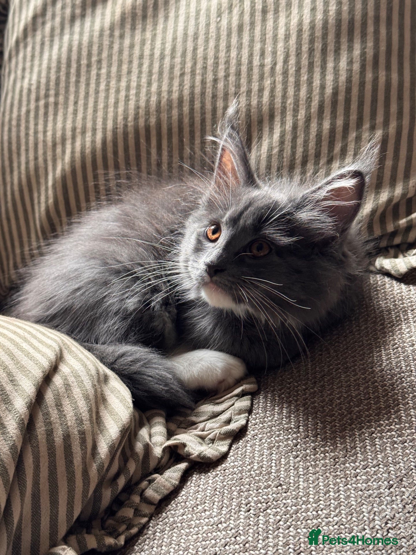 Maine Coon cats Vaccinated Registered Maine Coon Kittens available - Advert 1