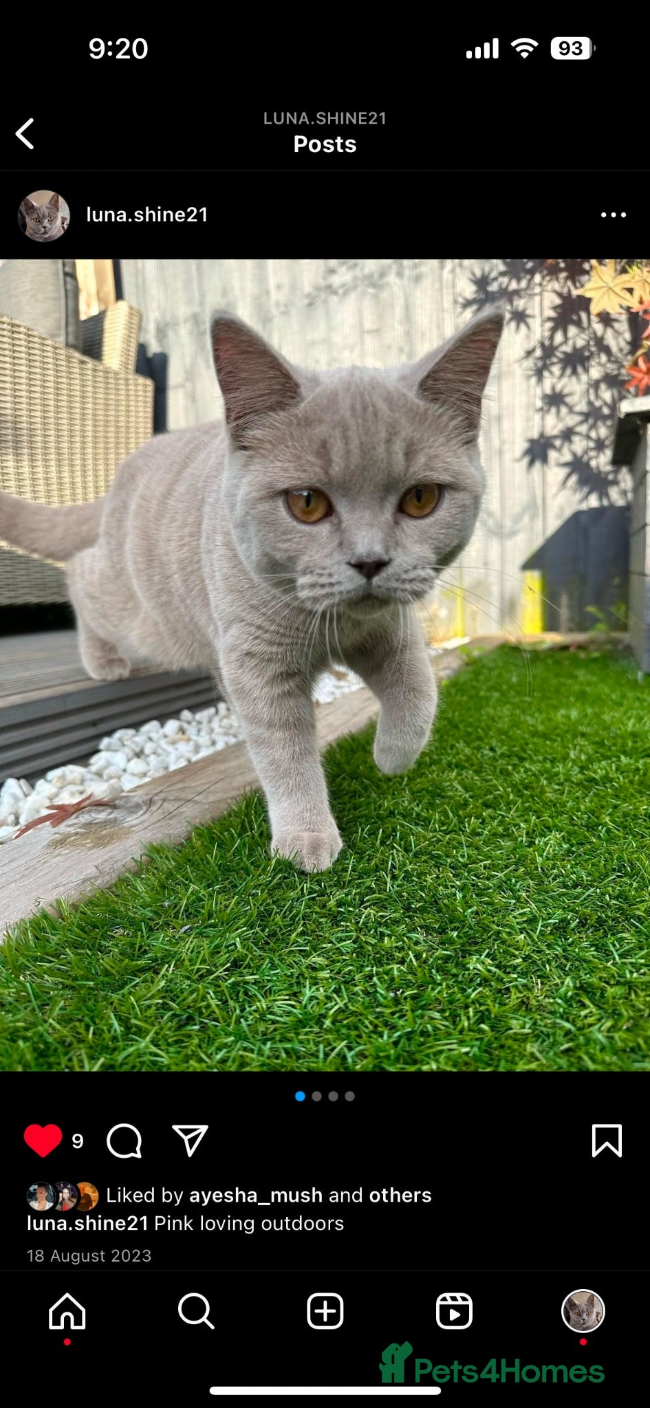 British Shorthair cats British Shorthair Tabby  - Advert 2