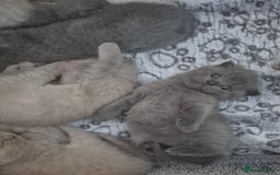 Scottish Fold cats for sale: Scottish fold and straight kittens  - Image 7