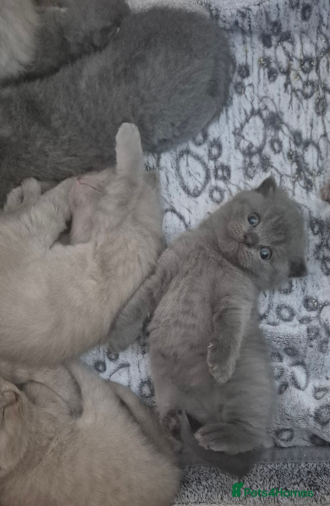 Scottish Fold cats for sale: Scottish fold and straight kittens  - Image 7