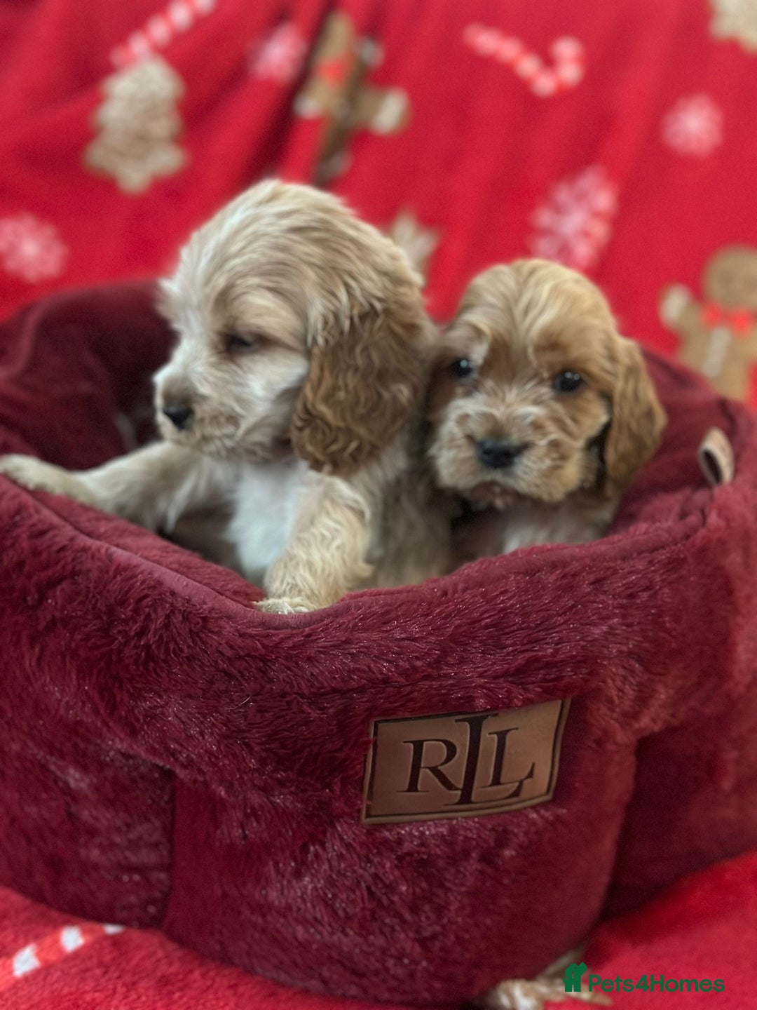 Cocker Spaniel dogs for sale: 🌟STUNNING SHOW COCKER SPANIEL BABIES🌟1 Boy left  - Advert 4
