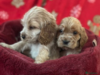 Cocker Spaniel dogs 🌟STUNNING SHOW COCKER SPANIEL PUPPIES🌟 - Advert 3