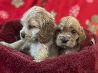 Cocker Spaniel dogs 🌟STUNNING SHOW COCKER SPANIEL PUPPIES🌟 - Advert 18
