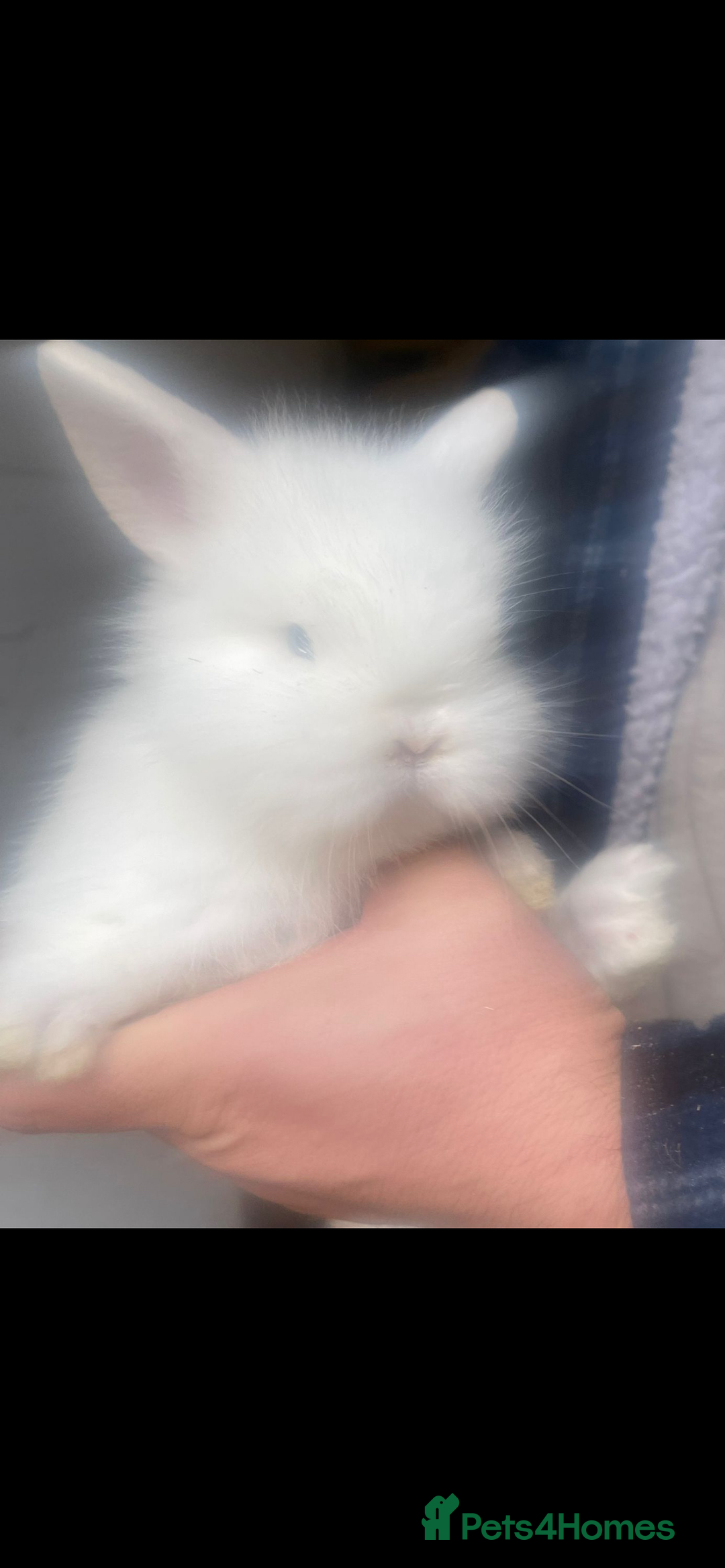 Lionhead rabbits for sale: 6 baby bunnies ready to leave  - Advert 8