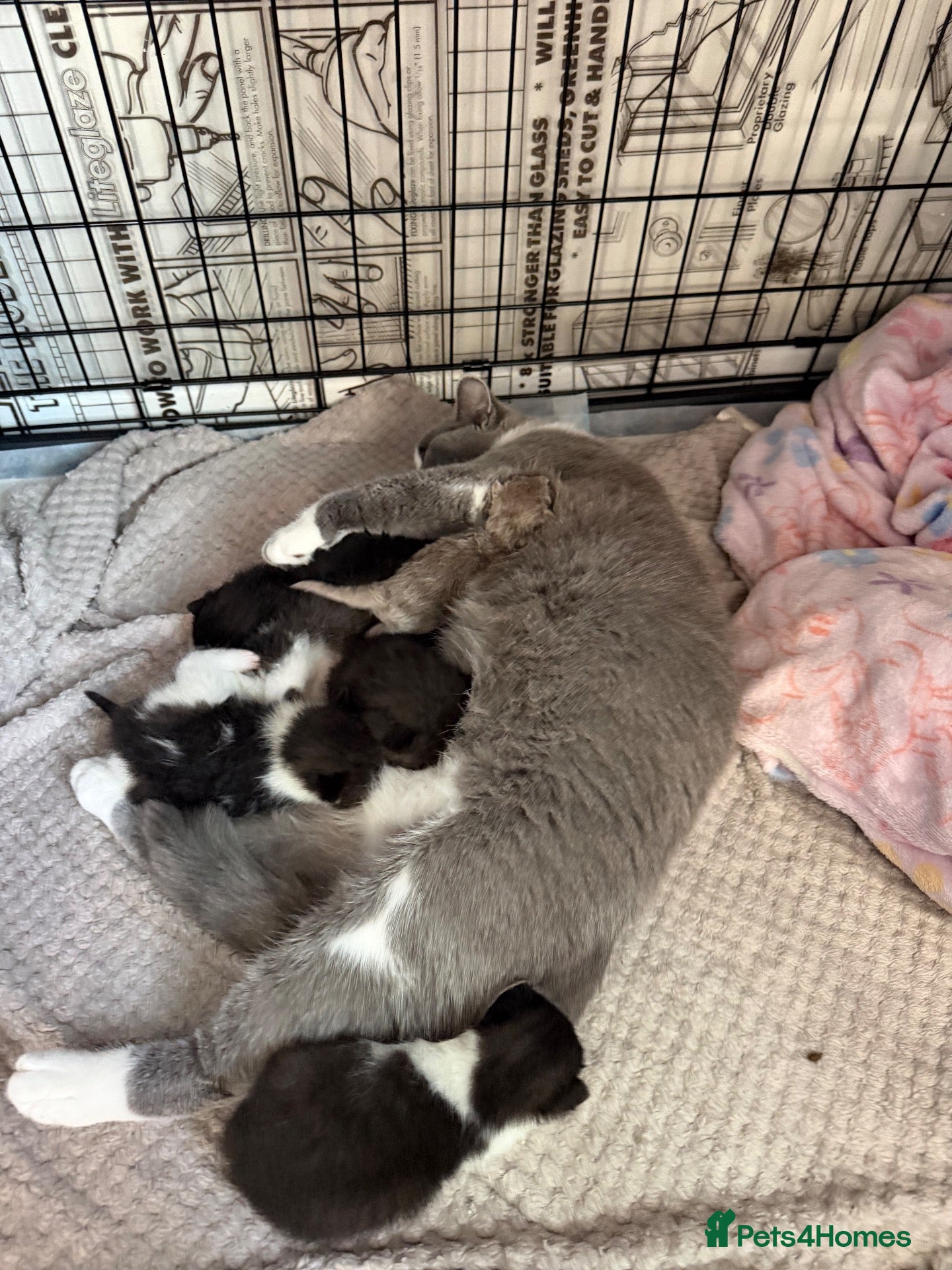 British Shorthair cats for sale: READY NOW bsh babies  - Advert 18