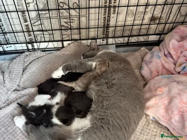British Shorthair cats for sale: READY NOW bsh babies - Advert 18