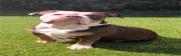 Olde English Bulldogge dogs for sale: Impeccable olde English bulldog  - Advert 1