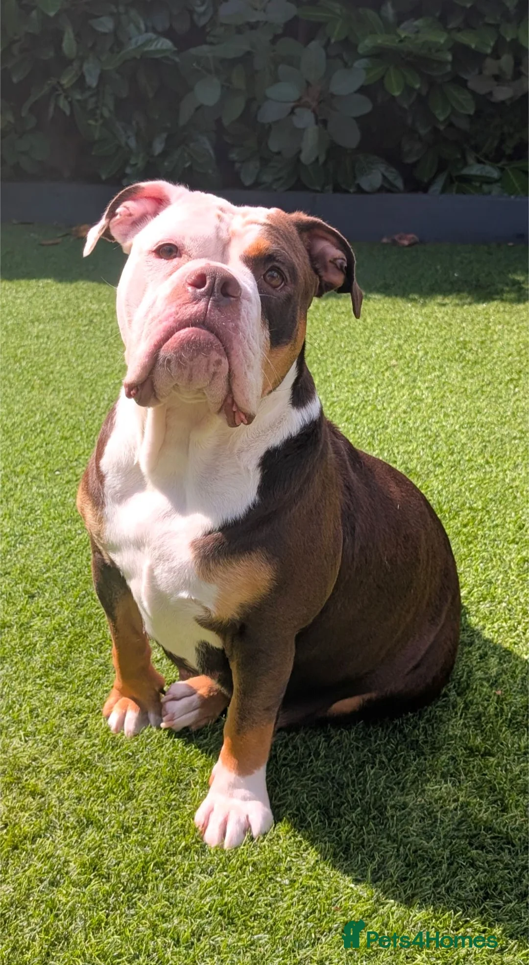 Olde English Bulldogge dogs for sale: Impeccable olde English bulldog  - Advert 1