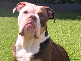 Olde English Bulldogge dogs Impeccable olde English bulldog - Advert 1