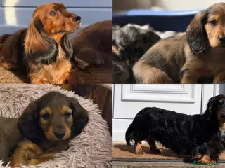 Dachshund dogs KC Standard Long Haired Dachshund Puppies - Advert 1