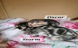 Mixed Breed cats for sale: 2 cute boys Russian blue and Bengal mix  - Advert 4