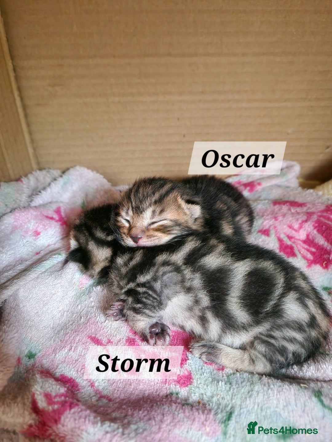 Mixed Breed cats for sale: 2 cute boys Russian blue and Bengal mix  - Advert 4