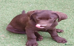 Labrador Retriever dogs for sale: **READY NOW**CHOCOLATE LAB PUPS - Image 19