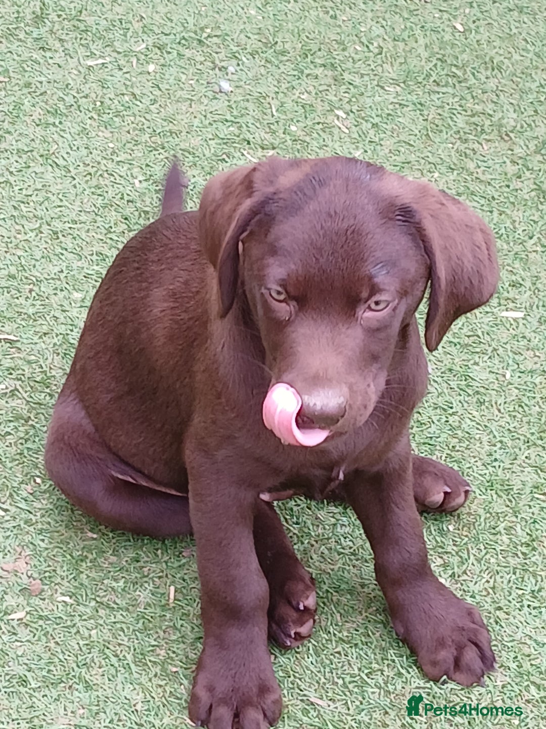 Labrador Retriever dogs for sale: **READY NOW**CHOCOLATE LAB PUPS - Image 19