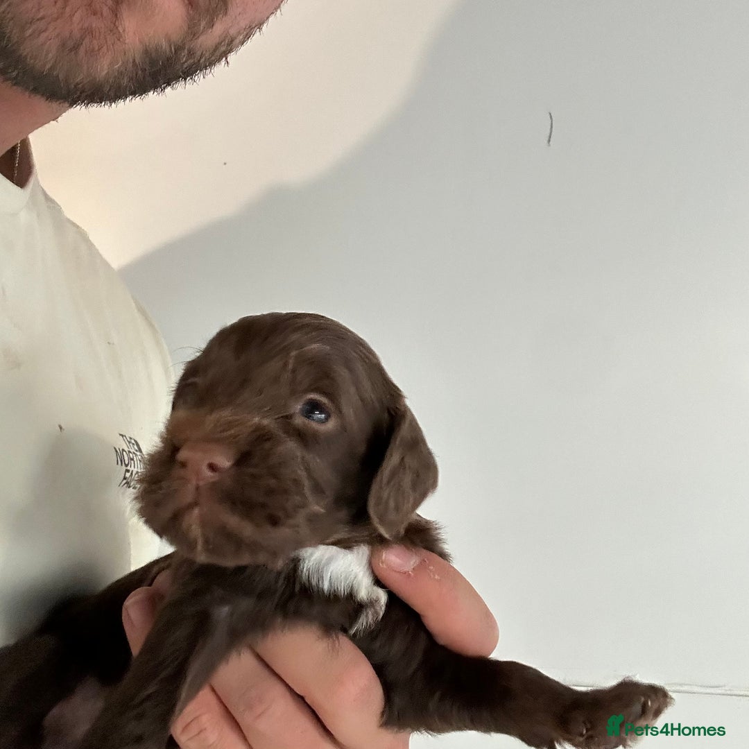Cockapoo dogs for sale: 🌟 Stunning Cockapoo puppies 🌟  - Image 6