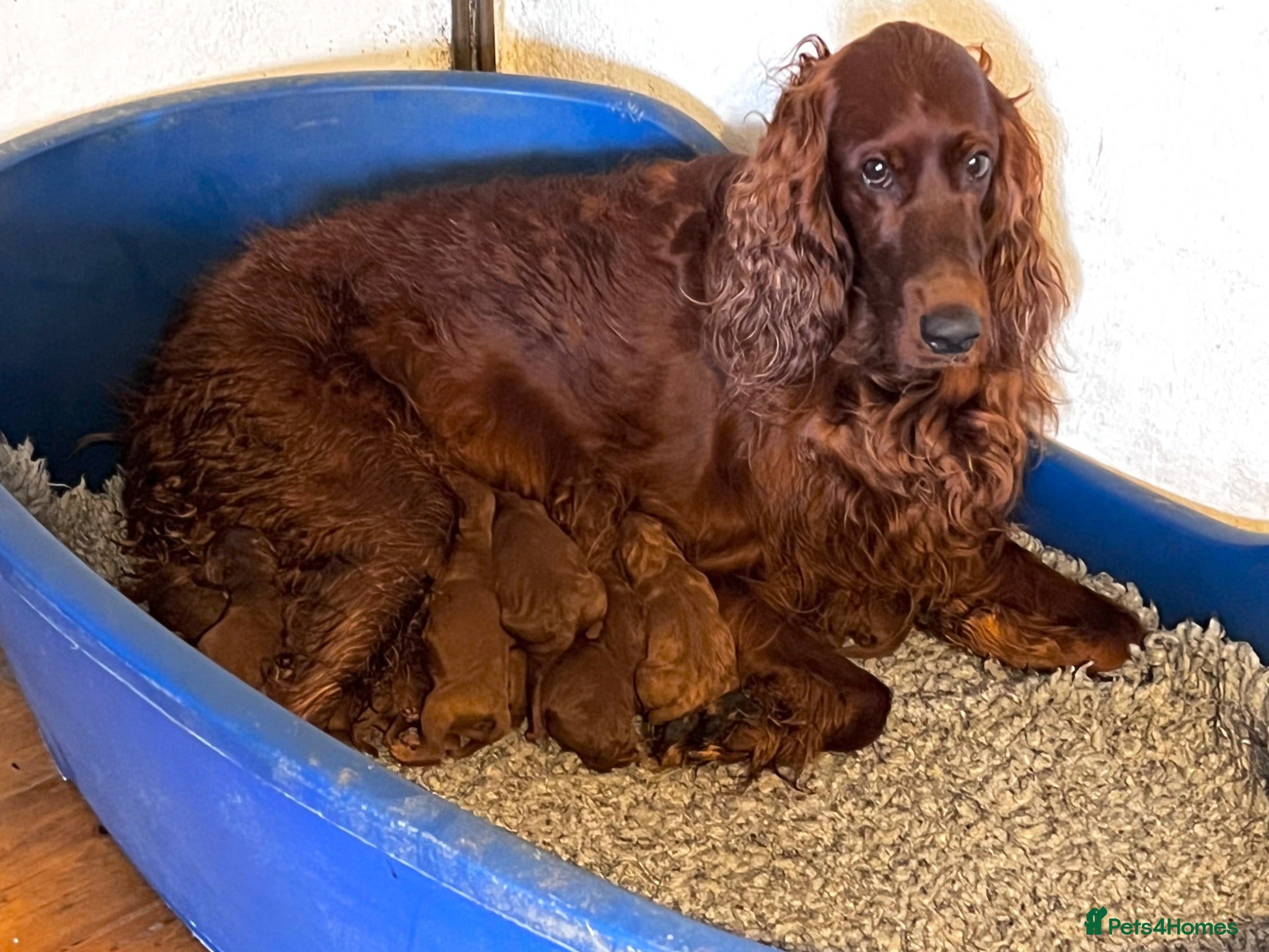 Irish Doodle dogs Doodles Miniature Poodle cross Irish Red Setter,  - Advert 2