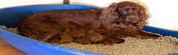Irish Doodle dogs for sale: Doodles Miniature Poodle cross Irish Red Setter,  - Advert 1