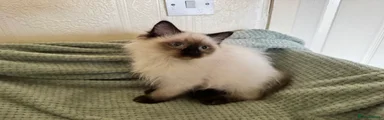 Ragdoll Kitten 3