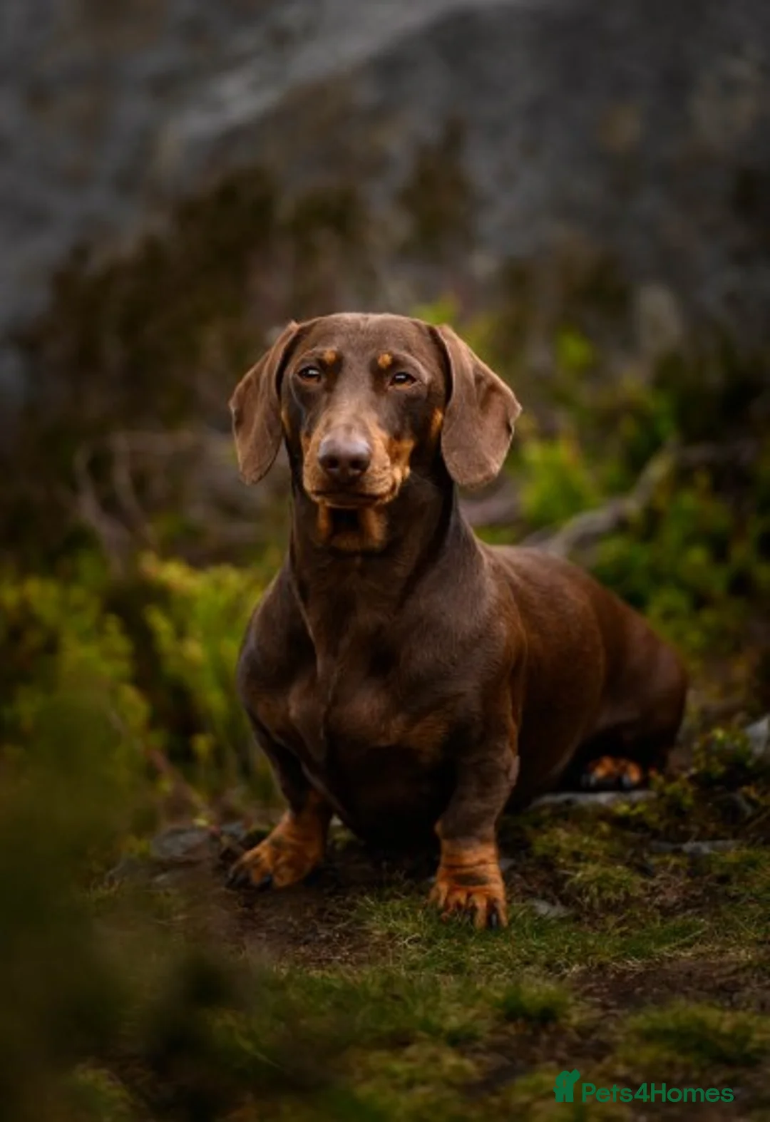 Dachshund dogs for stud: Miniature Dachshund Chocolate and Tan Stud in Wrexham - Advert 5