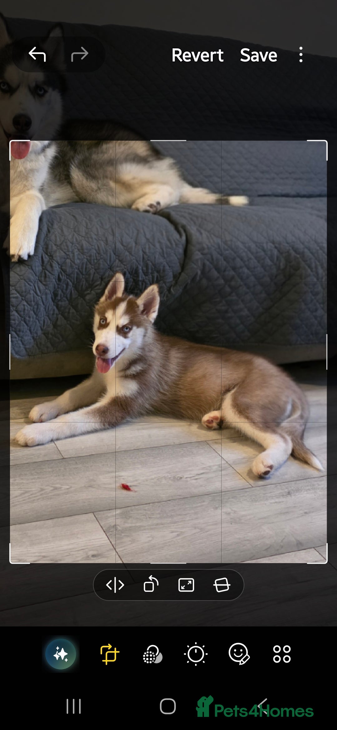 Siberian Husky dogs for sale: Please read! 2 siberian husky puppies for sale - Image 4