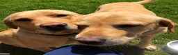 Labrador Retriever dogs for sale: 6 KC Registered Labrador Pups 3 Left !! - Advert 17