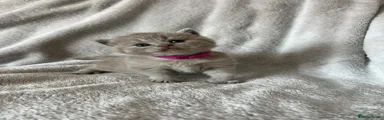 Lilac female (pink collar)