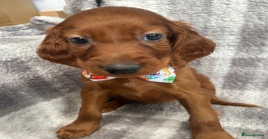 Irish Setter dogs - Advert 1