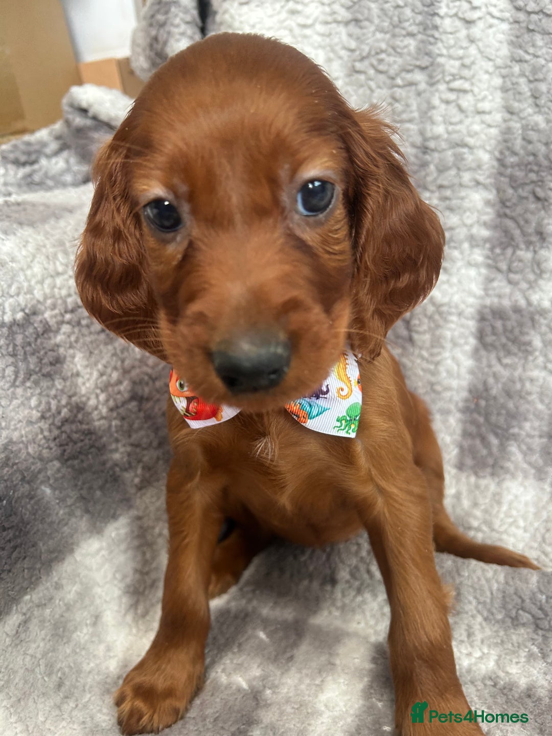 Irish Setter dogs for sale: Stunning litter of kc reg irish setters  - Image 3