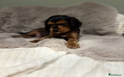 Cockapoo dogs for sale: Outstanding red and Black and Tan cockapoos in Doncaster - Image 10