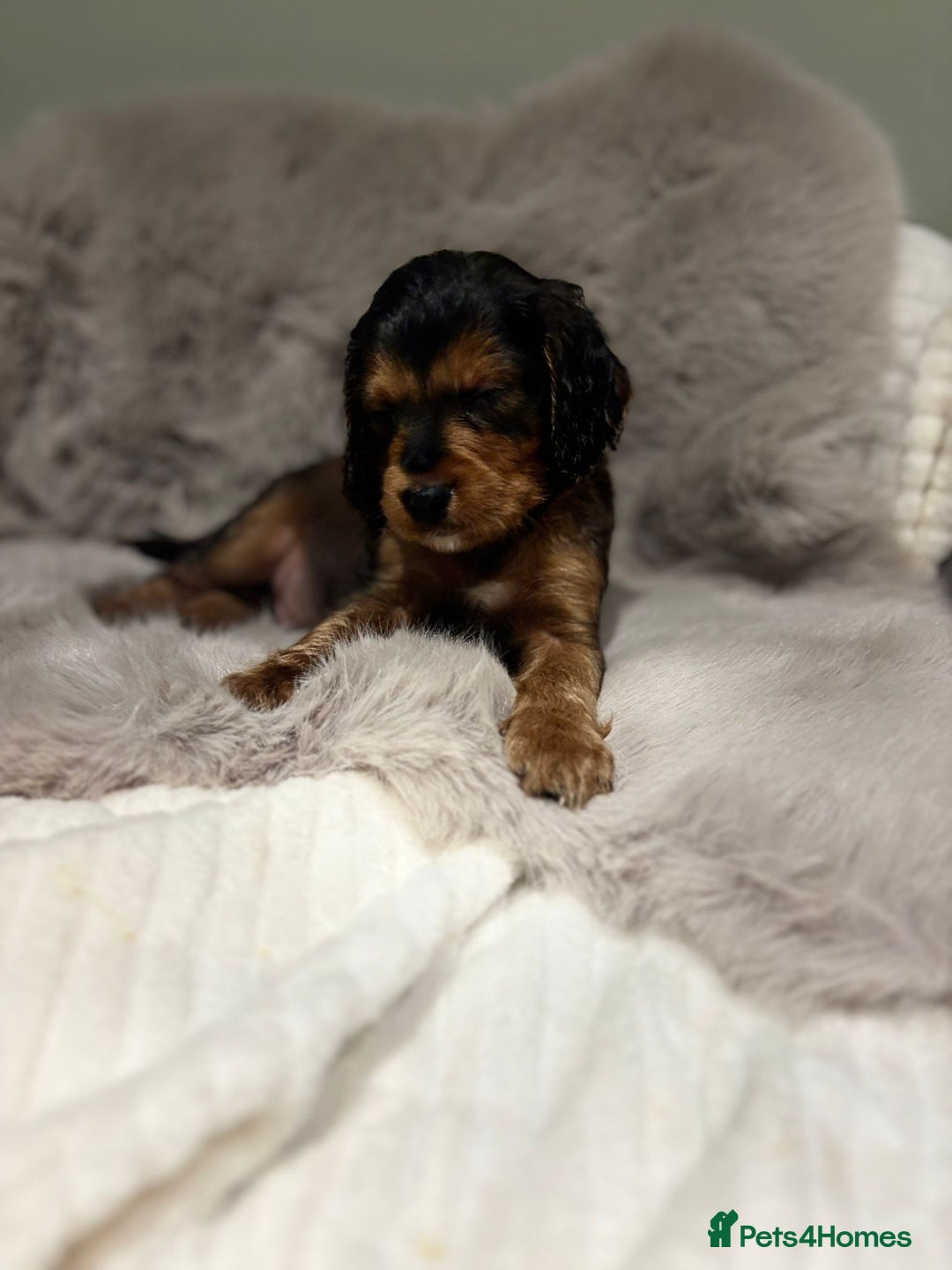 Cockapoo dogs for sale: Outstanding red and Black and Tan cockapoos in Doncaster - Image 10