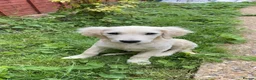 Golden Retriever dogs for adoption: Golden Retriever & Bestie Looking For Home ❤️ - Advert 16