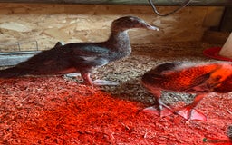 Ducks poultry for sale: Muscovies Muscovy ducklings Unsexed  - Image 2