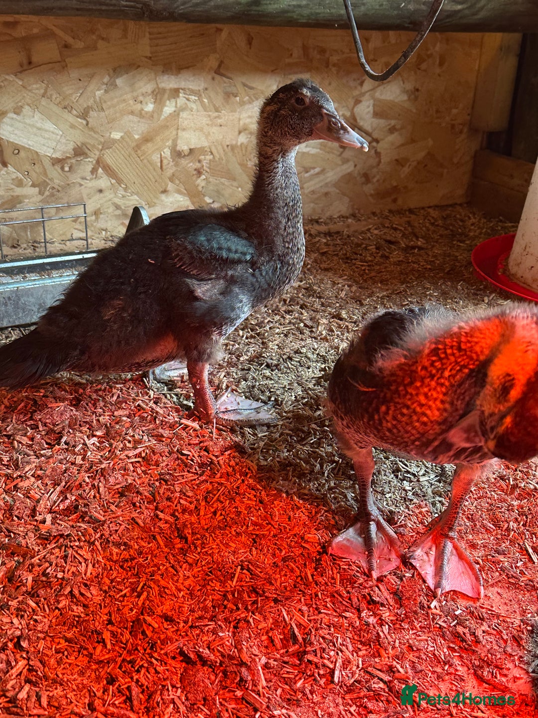 Ducks poultry for sale: Muscovies Muscovy ducklings Unsexed  - Image 2