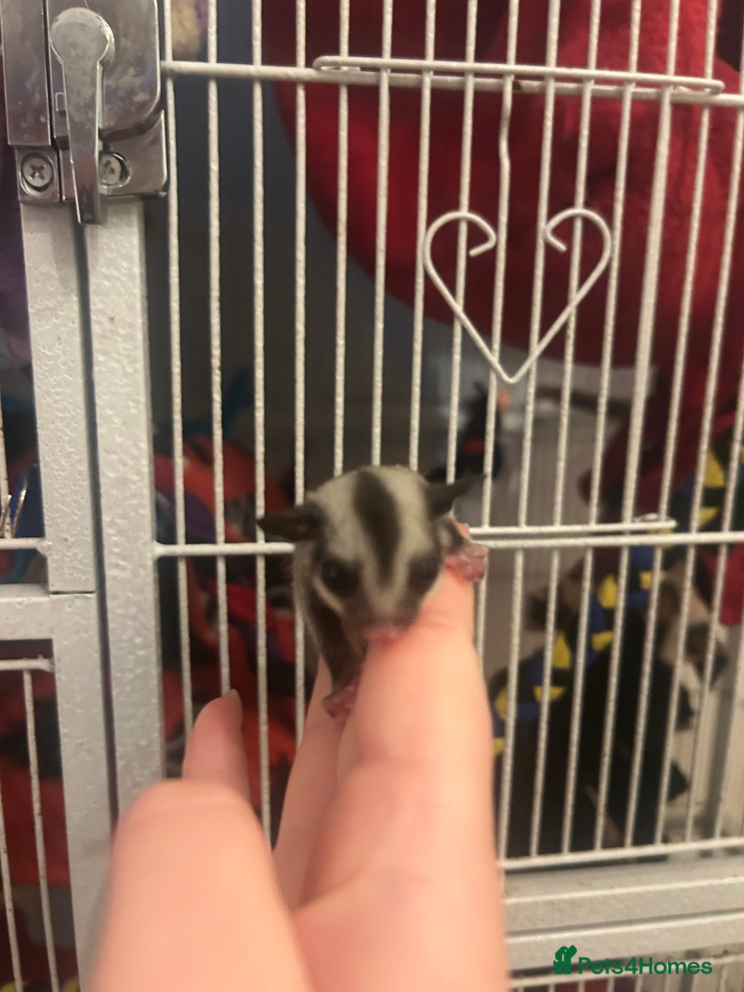 Sugar Glider rodents for sale: Joey sugar glider female.OOP- 16/09/2025 - Image 3