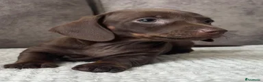 Miniature Dachshund 3