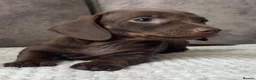 Miniature Dachshund dogs for sale: Miniature Dachshund puppies  - Advert 8