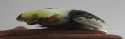 Cockatiels birds for sale: Hand Reared Cockatiels - Advert 12