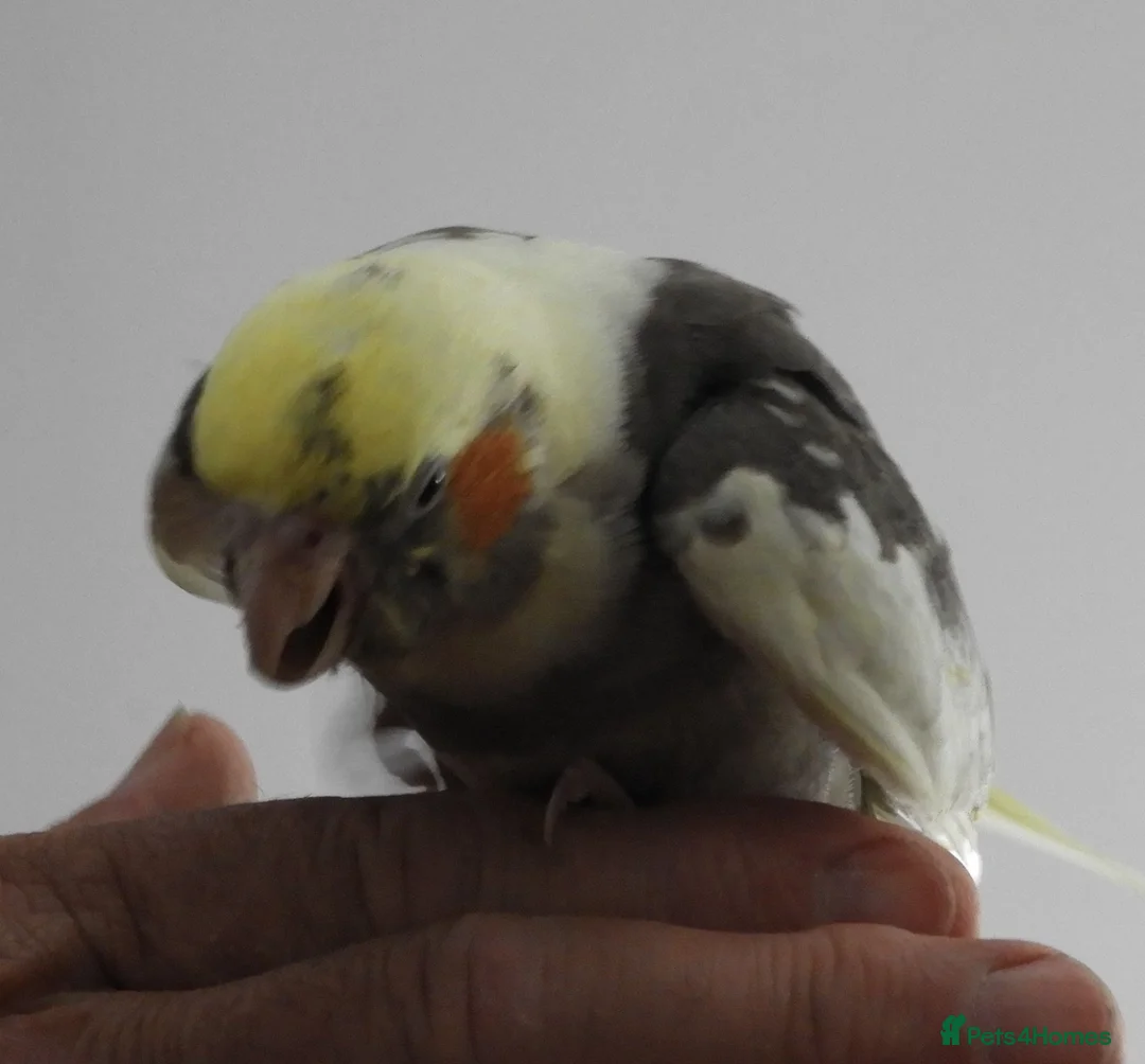 Cockatiels birds for sale: Hand Reared Cockatiels - Advert 12
