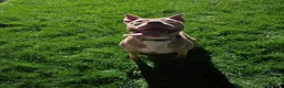 American Bulldog dogs for sale: American bulldog  - Advert 2
