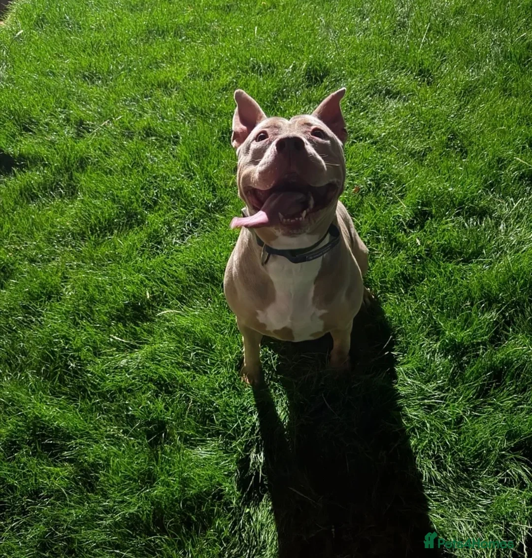American Bulldog dogs for sale: American bulldog  - Advert 2